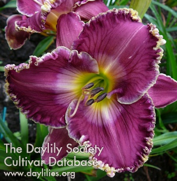 Daylily Poets and Kings